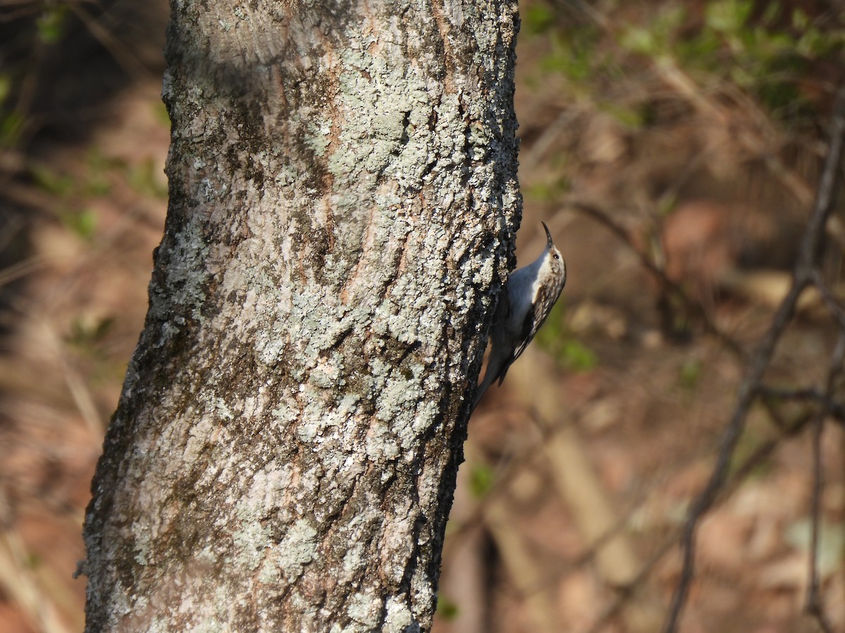 Brown Creeper - ML551561991