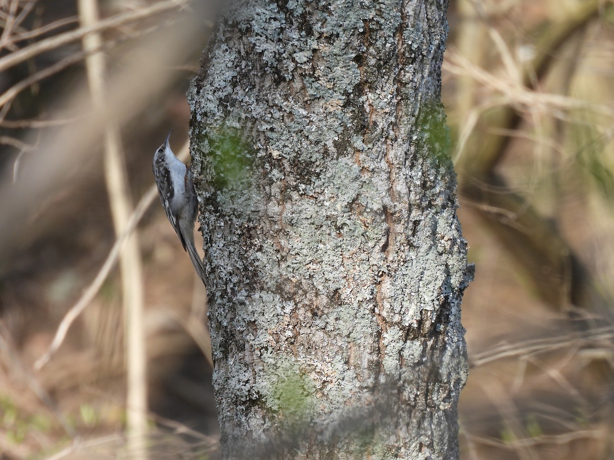 Brown Creeper - Leah Kmiecik