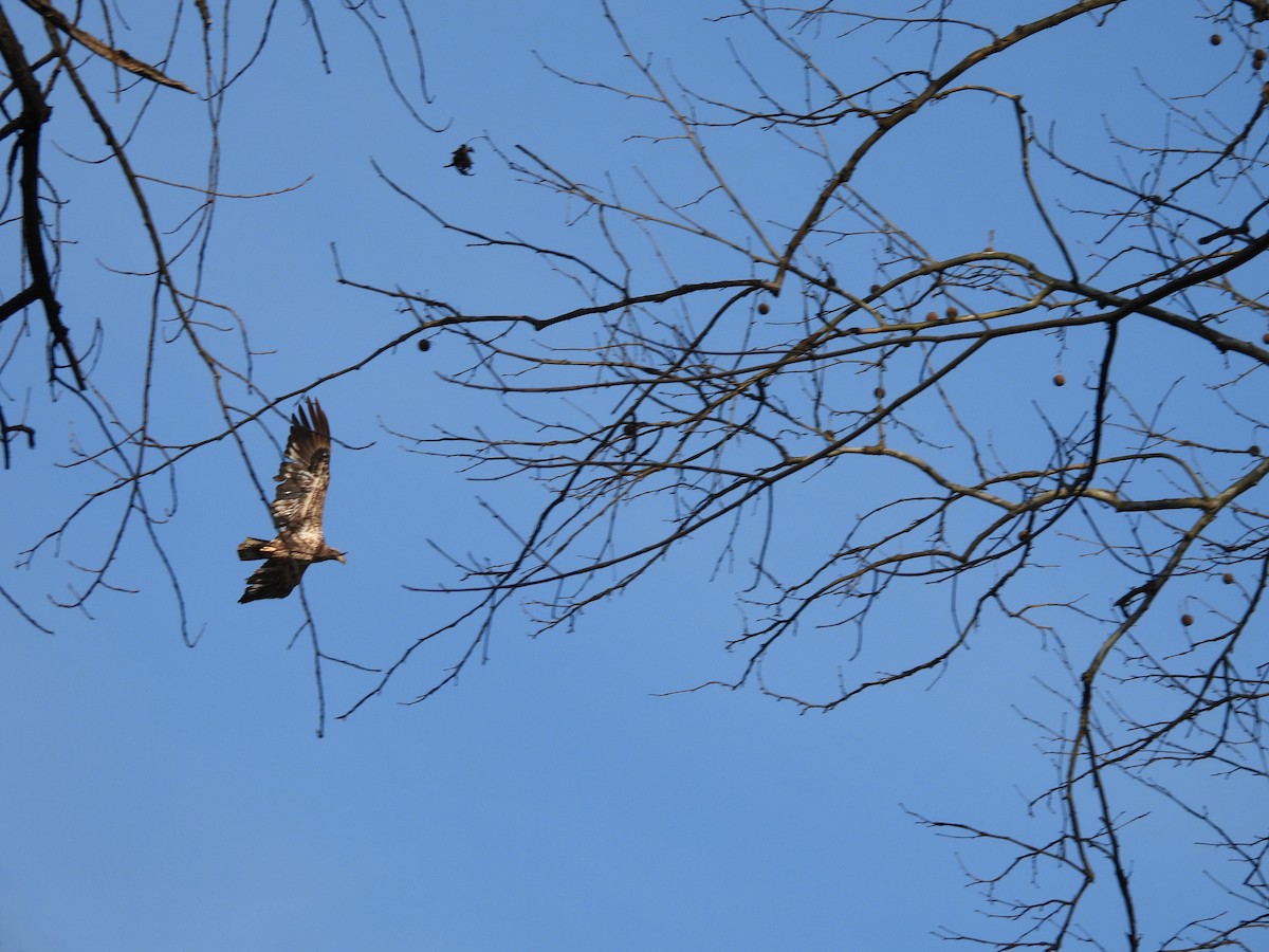 Bald Eagle - ML551562381