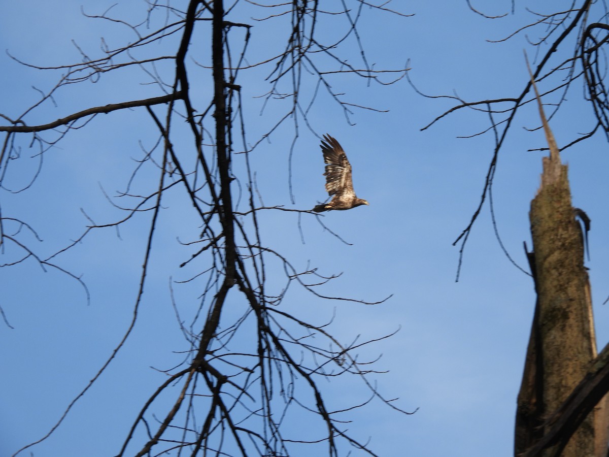 Bald Eagle - ML551562401