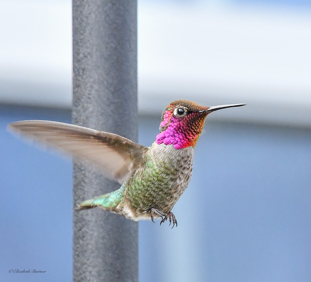 Anna's Hummingbird - Libby Burtner