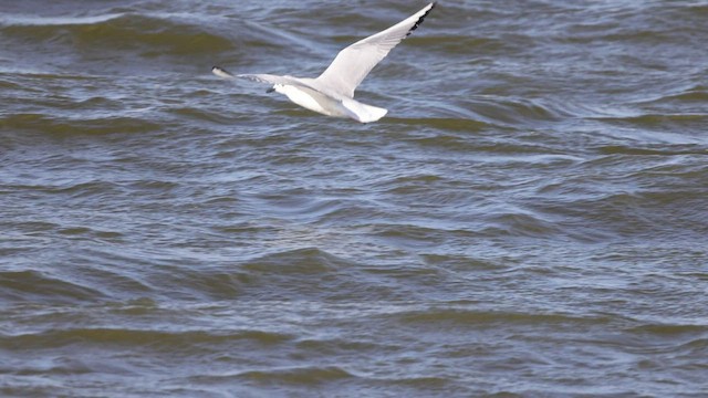 Bonaparte's Gull - ML551563201