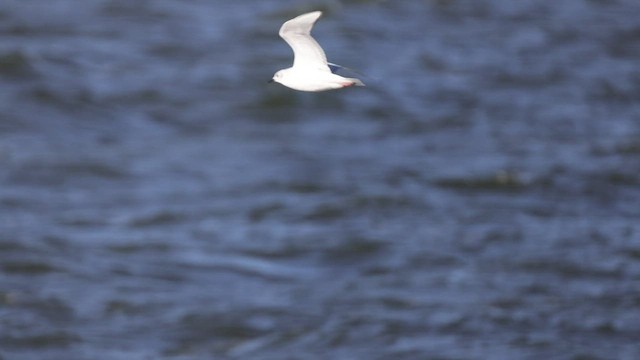 Bonaparte's Gull - ML551563451