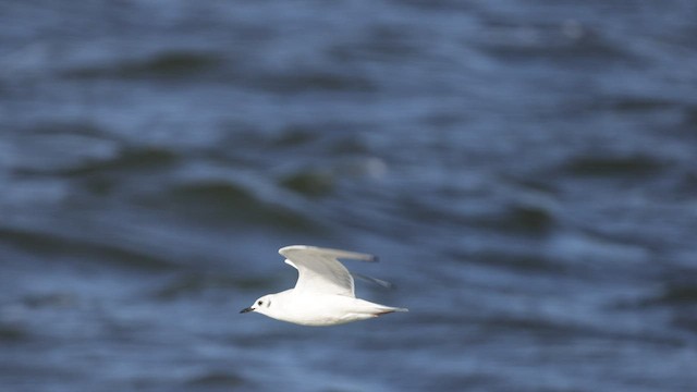 Mouette de Bonaparte - ML551563481