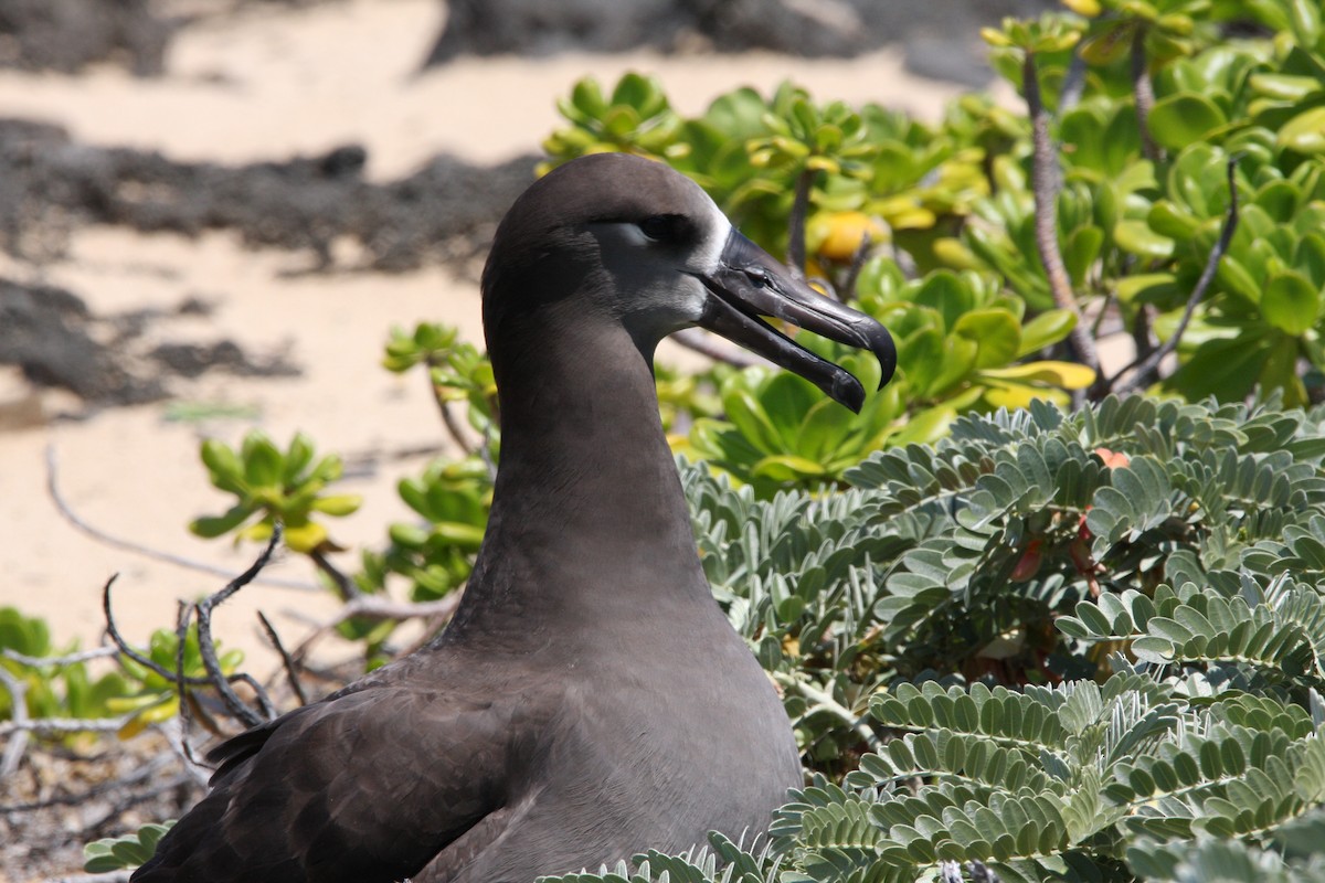 Albatros à pieds noirs - ML551564331