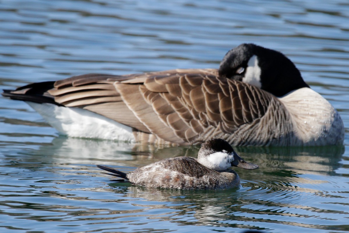 Ruddy Duck - ML551564671