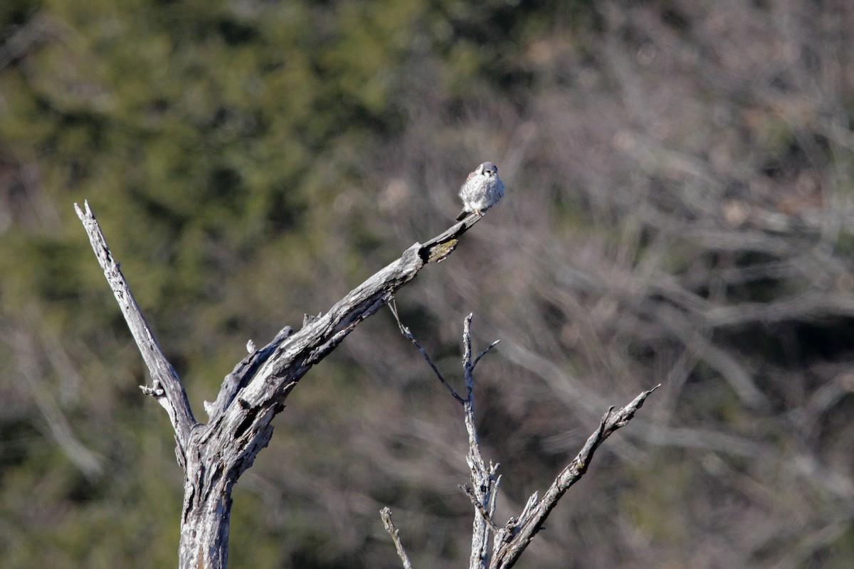 American Kestrel - ML551564841