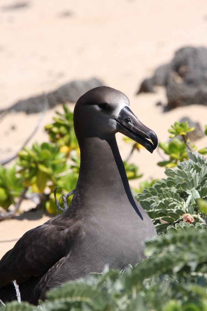 Albatros à pieds noirs - ML551565021