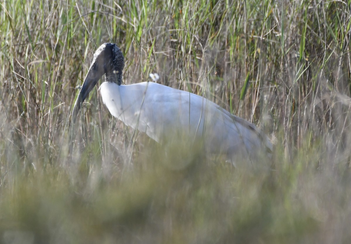 Wood Stork - ML551565051