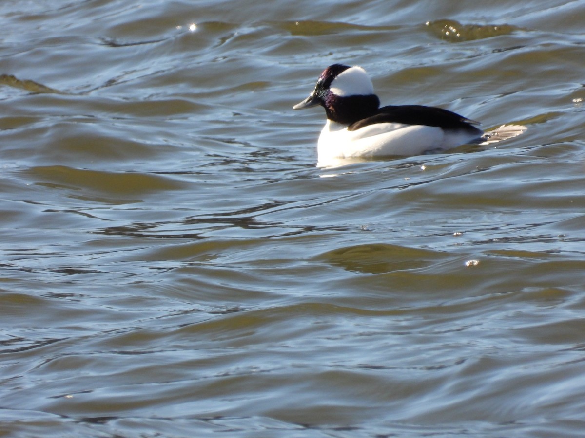 Bufflehead - Tristan Phillips