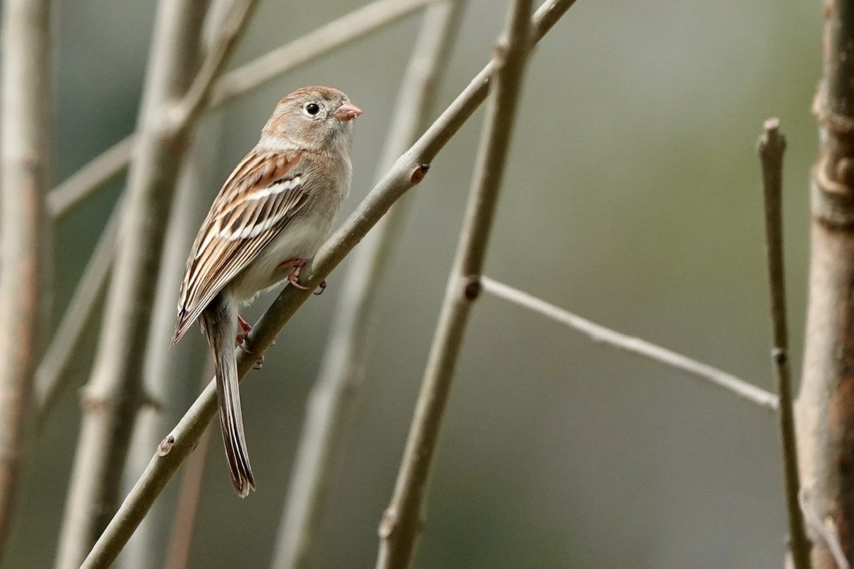 Field Sparrow - ML551565341