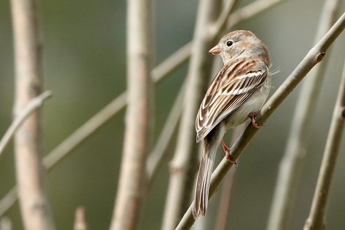 Field Sparrow - ML551565371