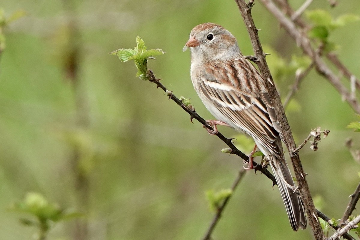 Field Sparrow - ML551565381