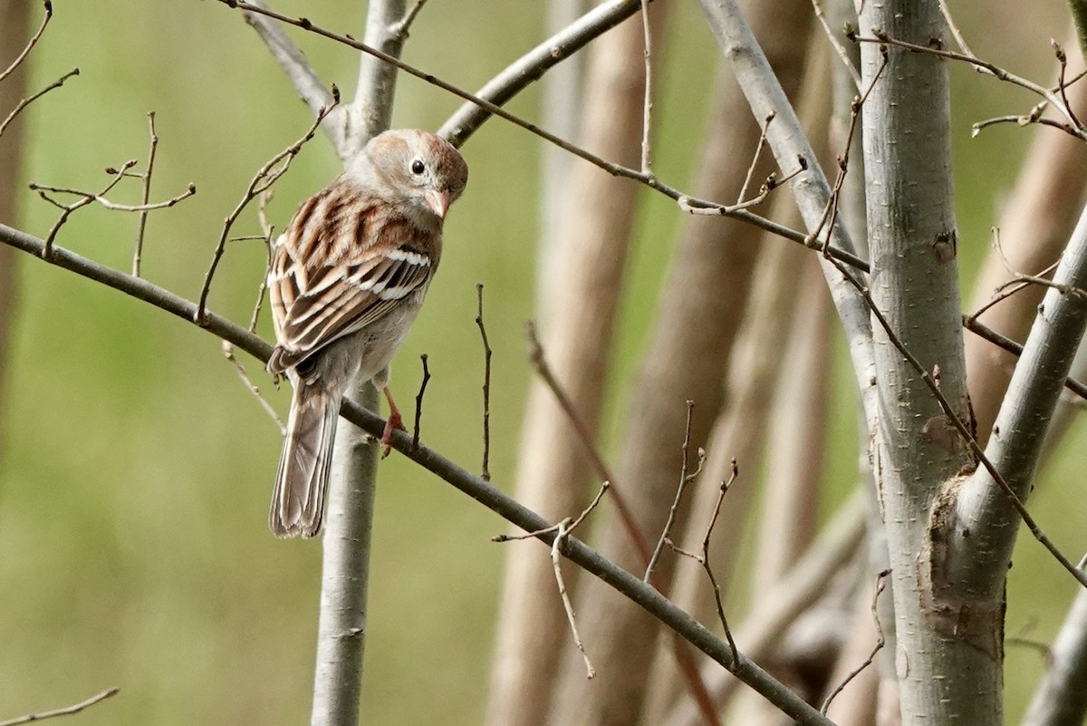 Field Sparrow - ML551565401