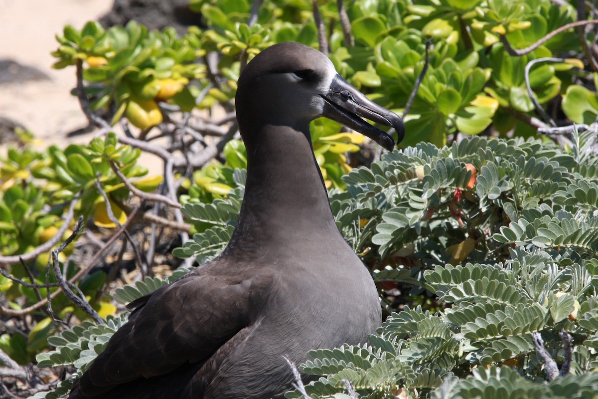 albatros černonohý - ML551565531