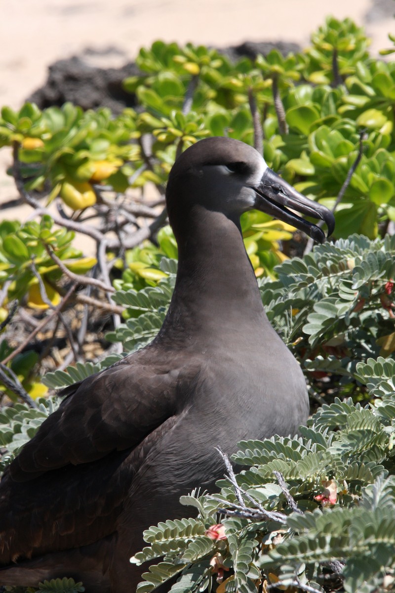 albatros černonohý - ML551565811