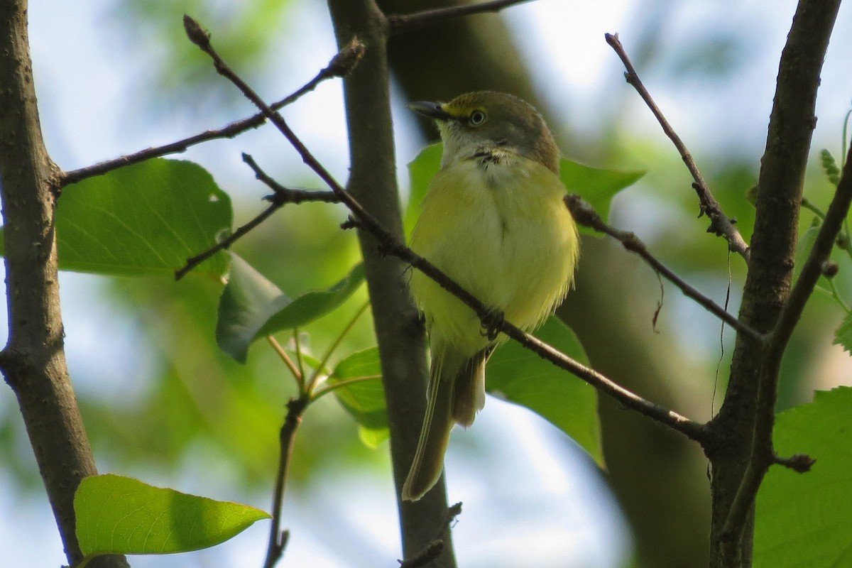 White-eyed Vireo - ML55156601