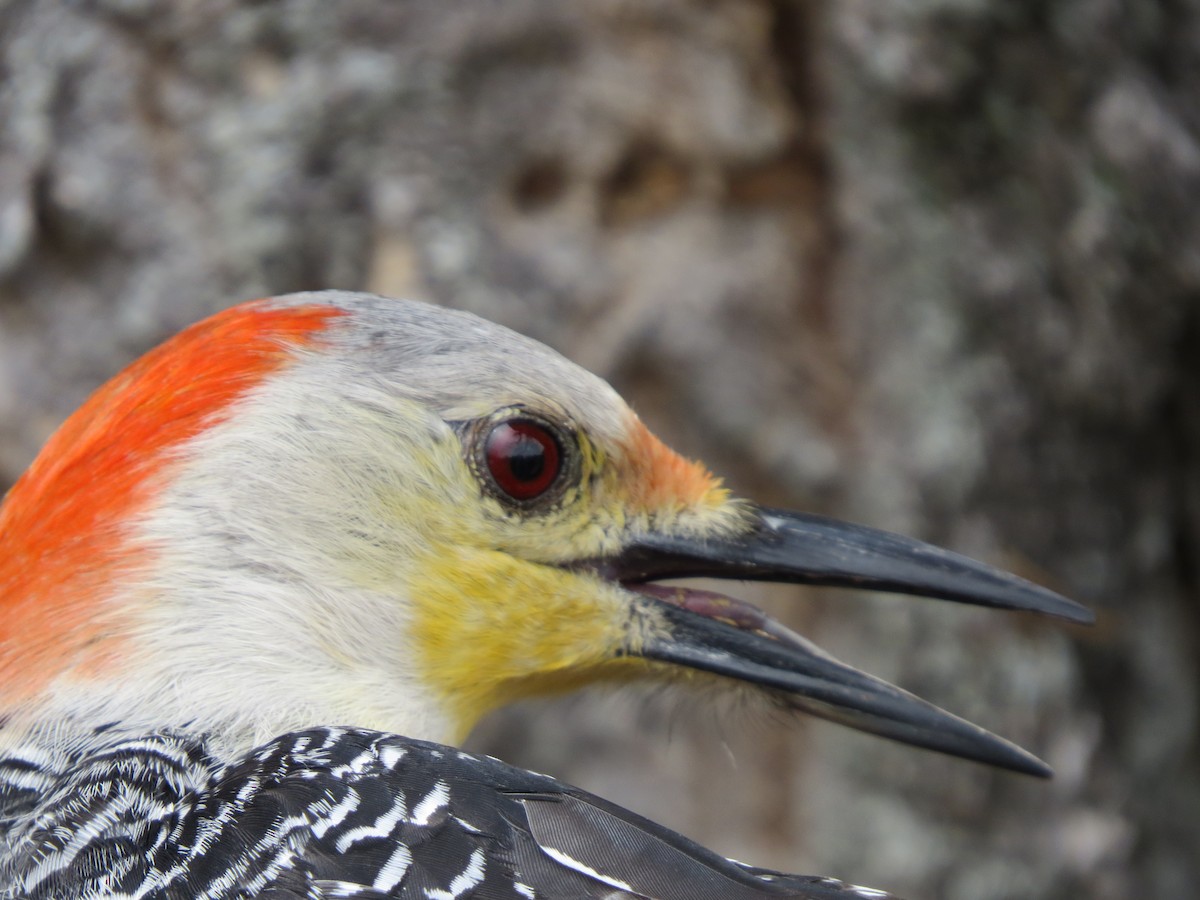 Red-bellied Woodpecker - ML55156641