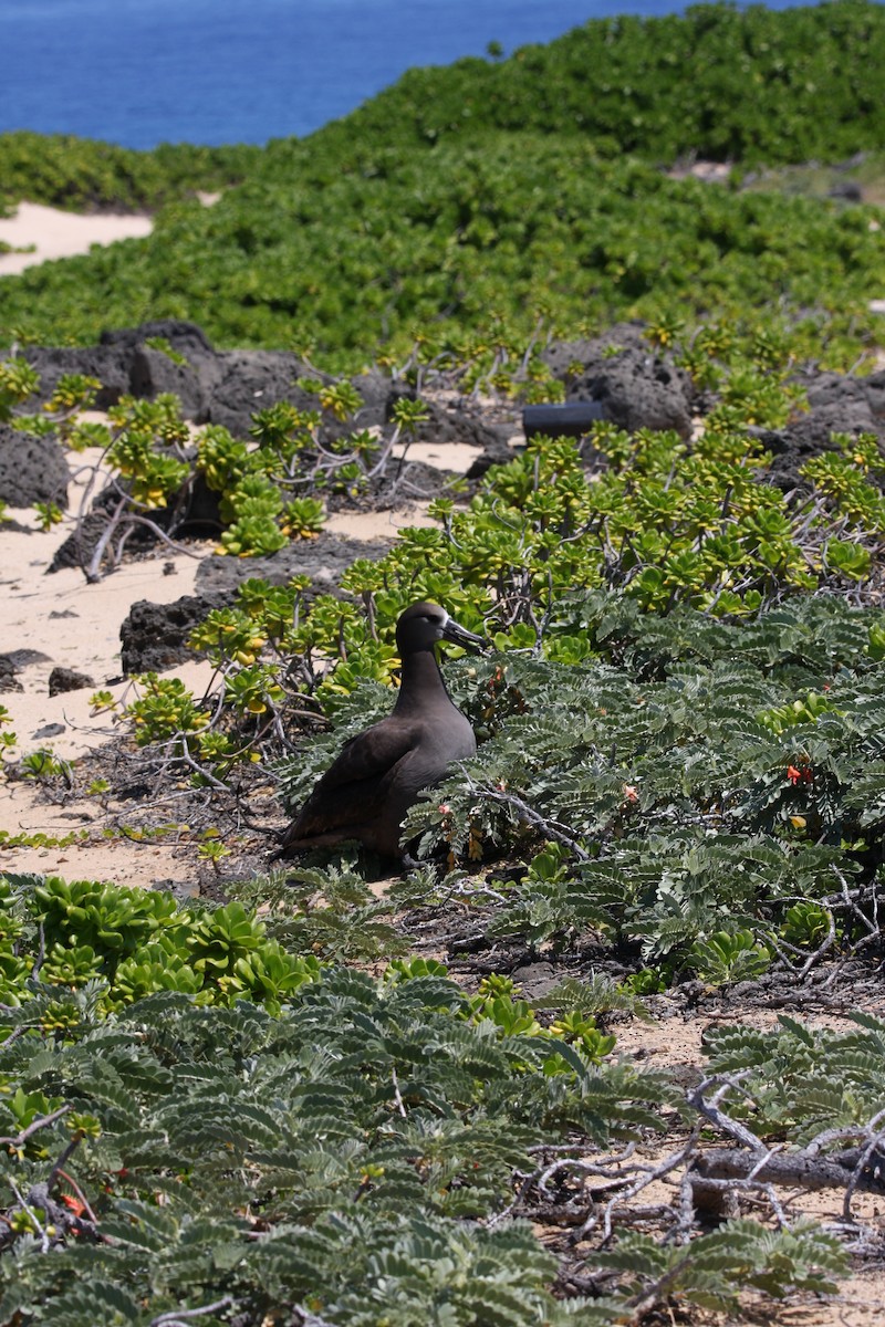 Albatros à pieds noirs - ML551567241