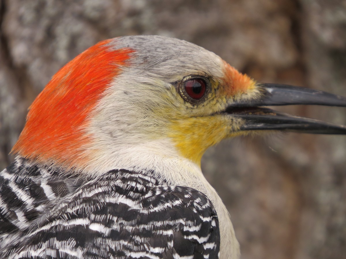 Red-bellied Woodpecker - ML55156741