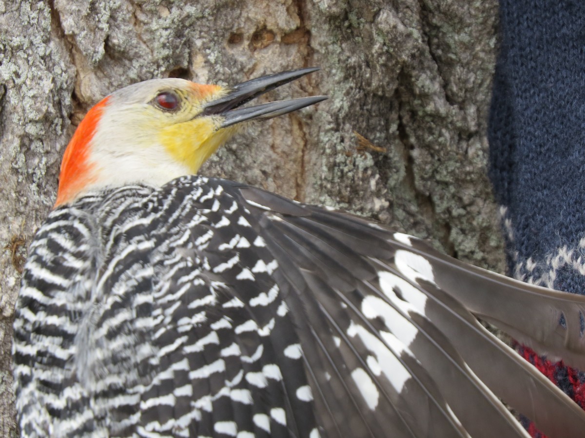 Red-bellied Woodpecker - ML55156761