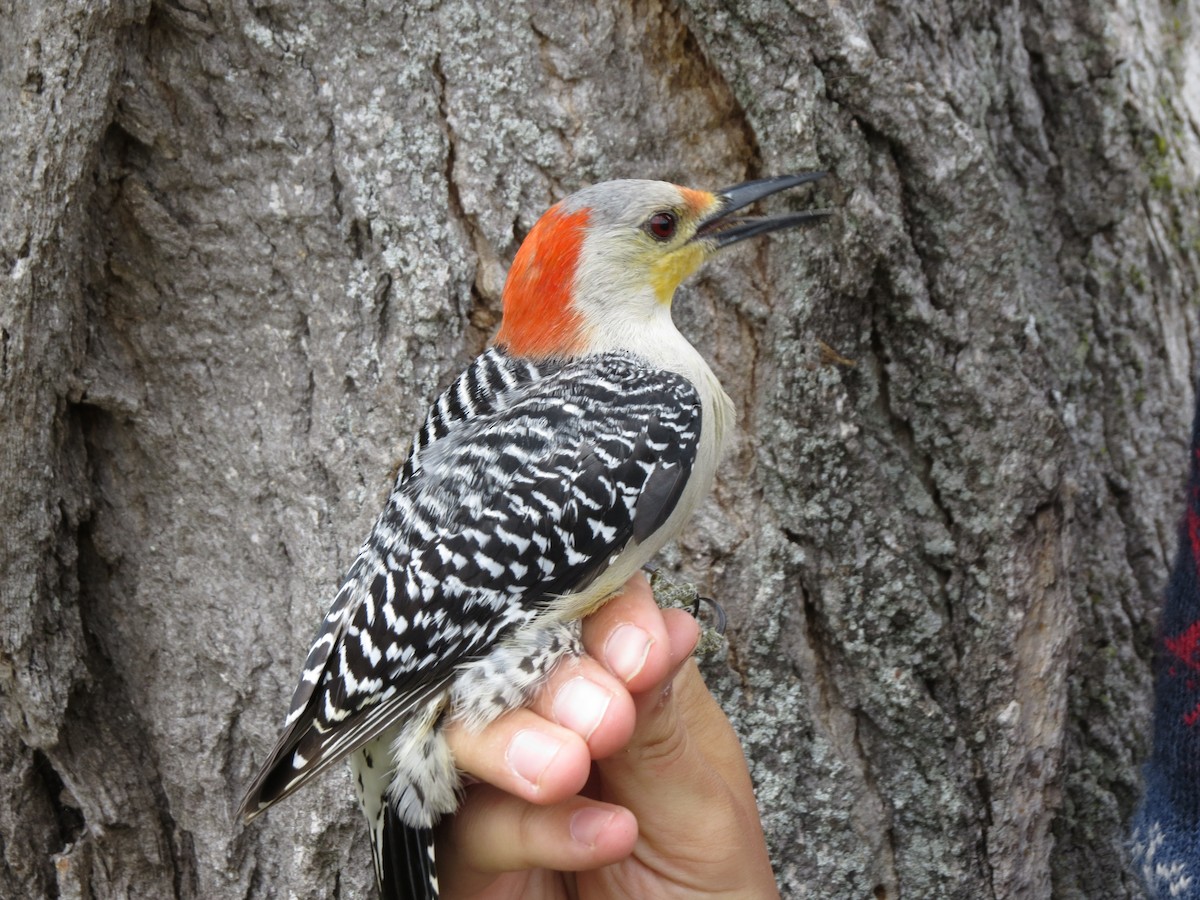 Red-bellied Woodpecker - ML55156771