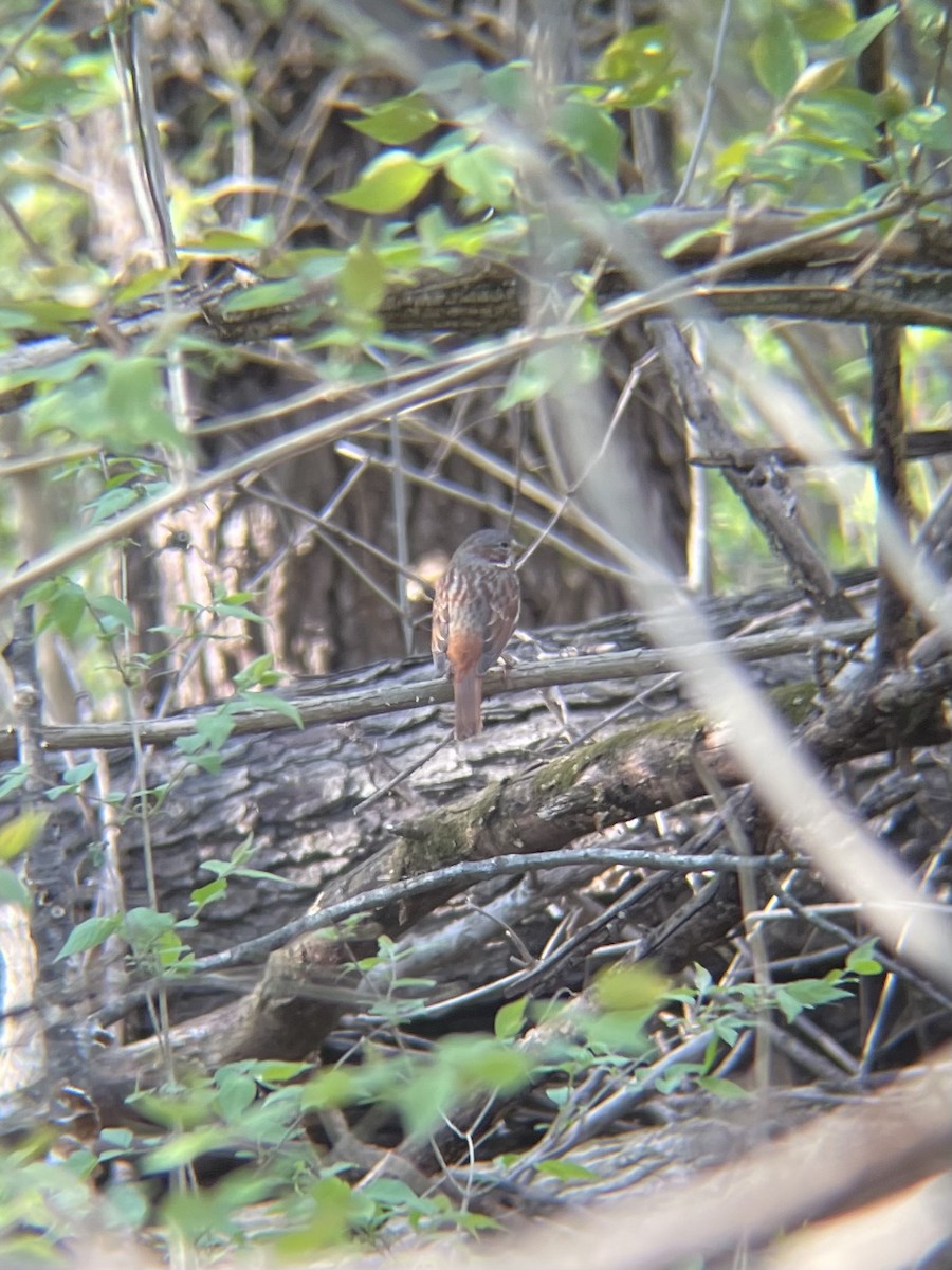 Fox Sparrow - ML551568541