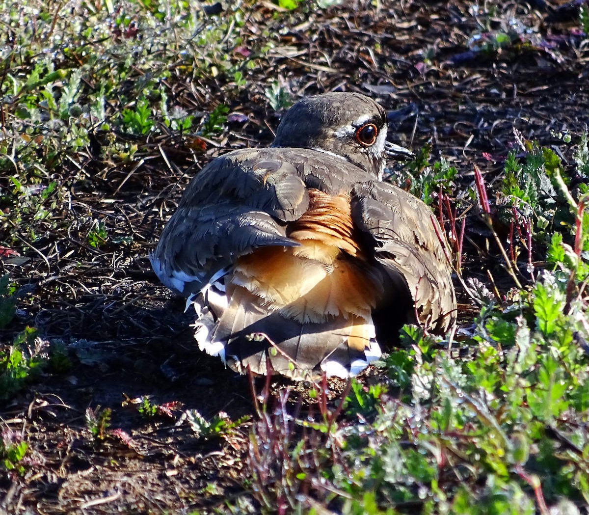 Killdeer - Diane Rose