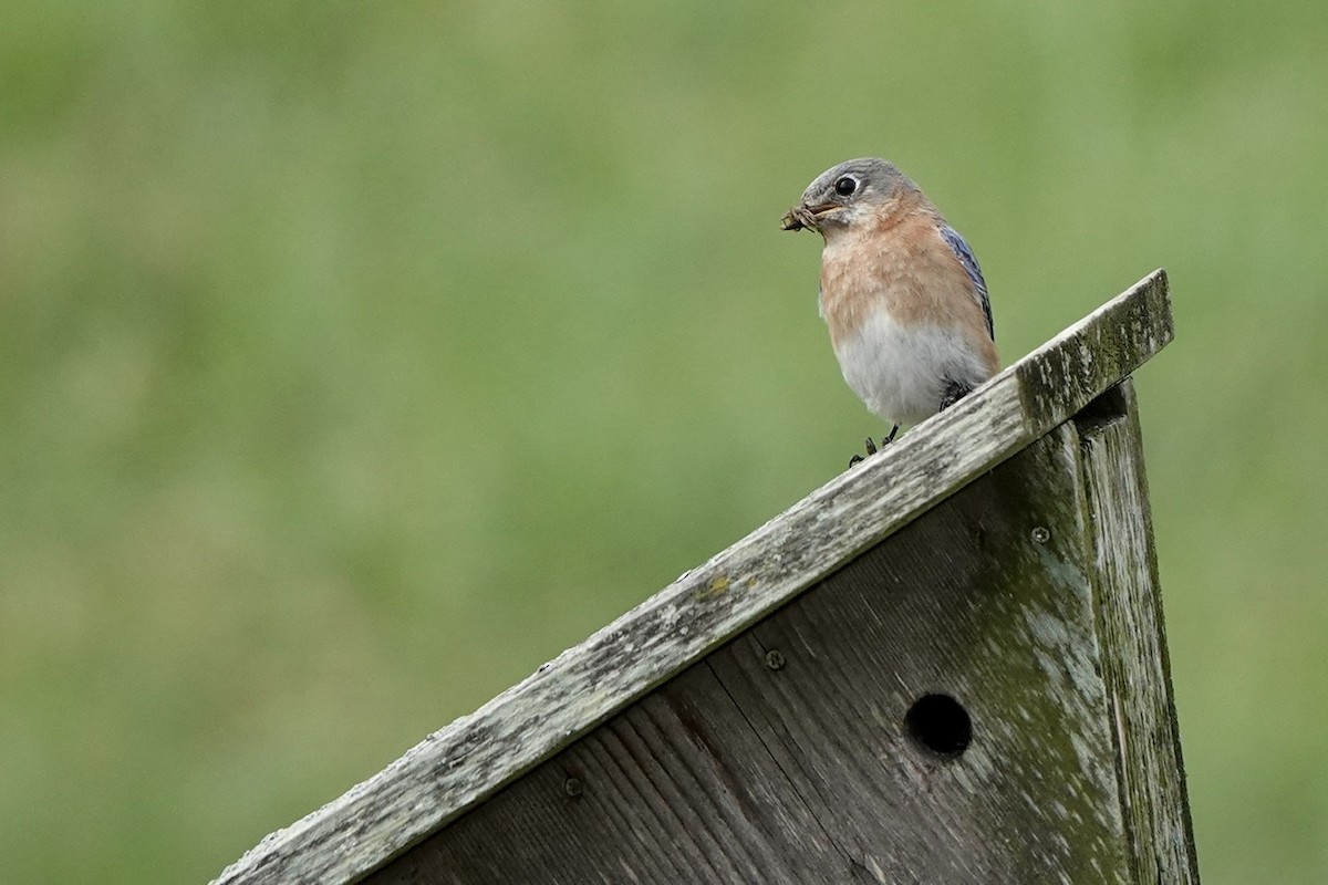 Eastern Bluebird - ML551569901