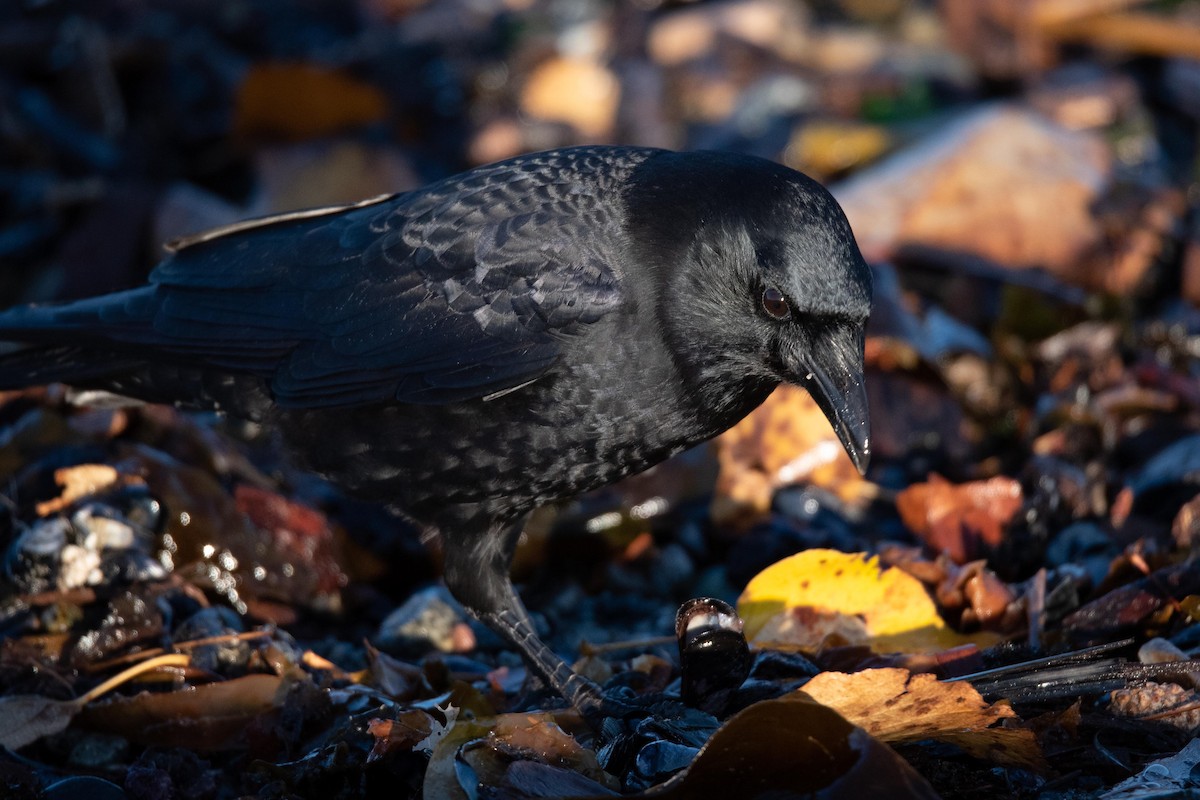 American Crow - ML551571731