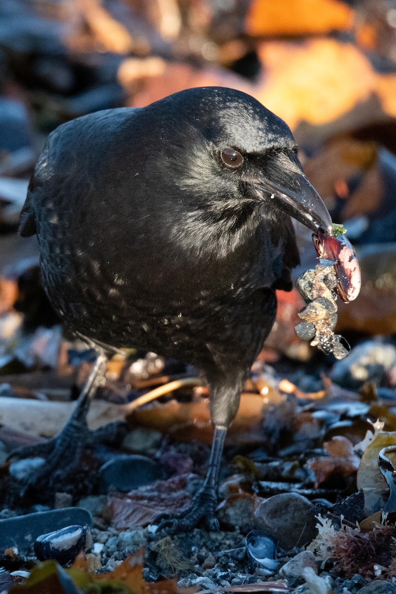 American Crow - ML551571741