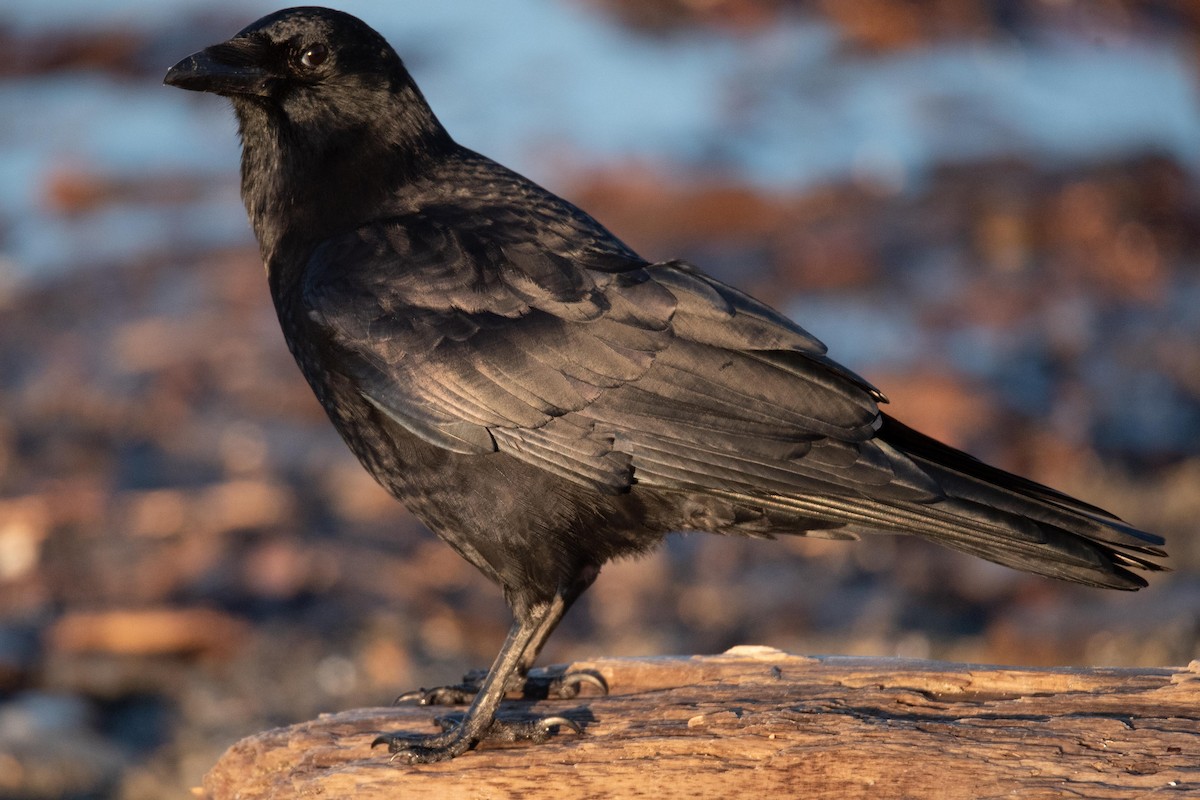 American Crow - ML551571751