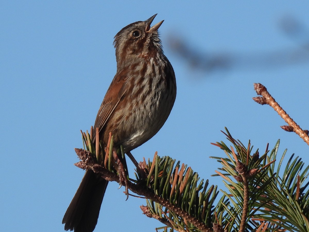 Song Sparrow - ML551573951