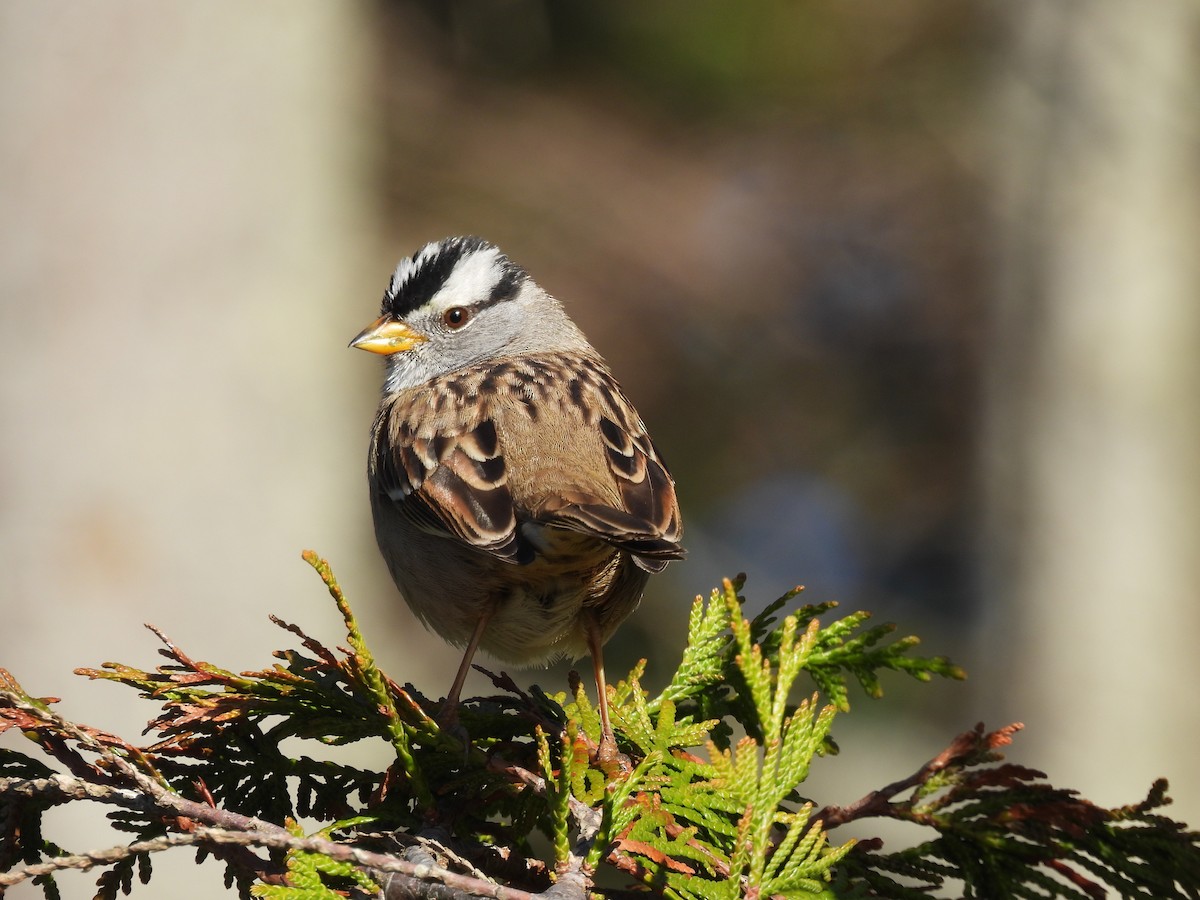 White-crowned Sparrow - Eleanor Yacyshyn