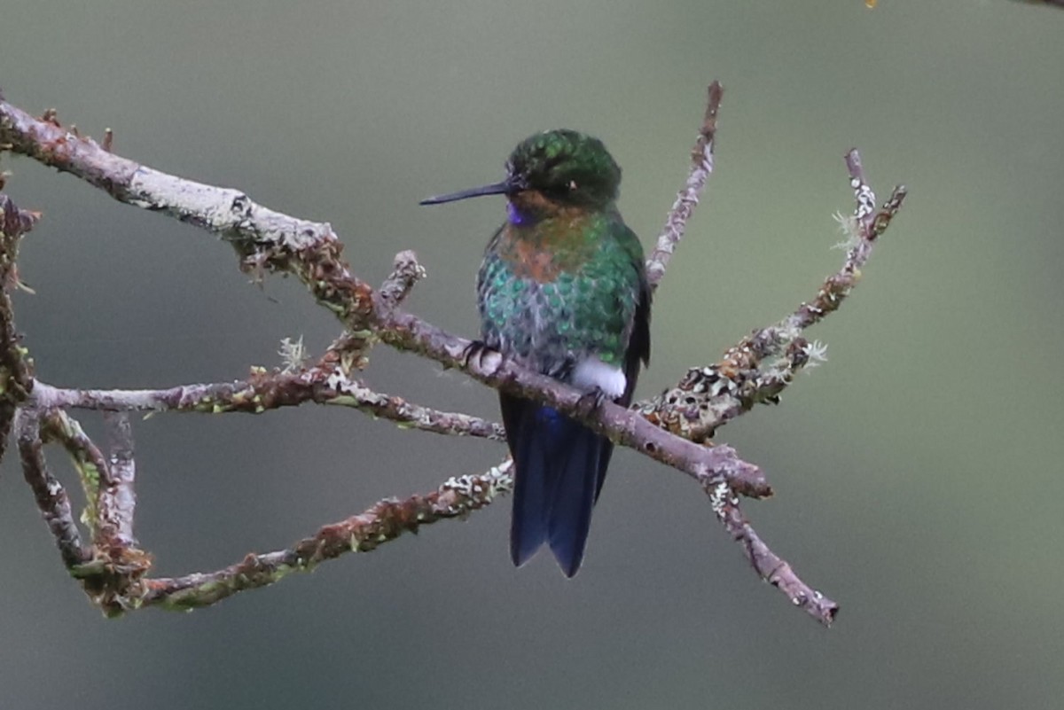 Glowing Puffleg - ML551575971