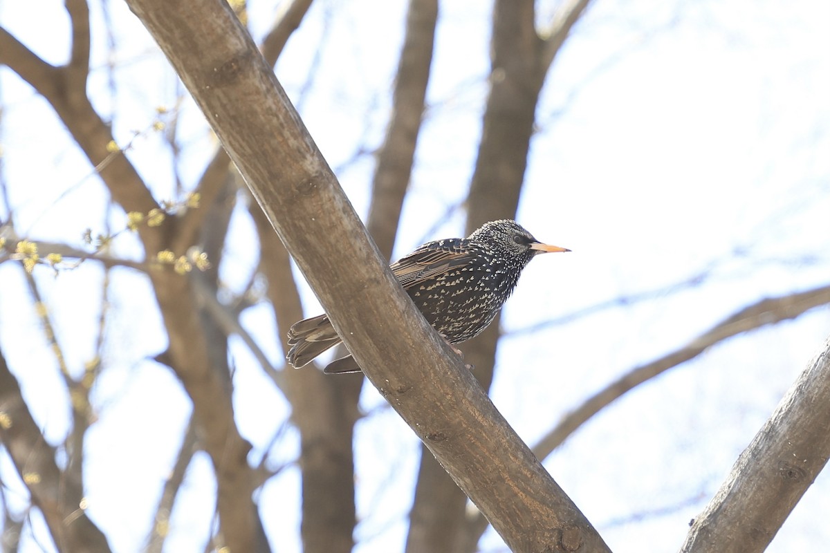 European Starling - ML551576191