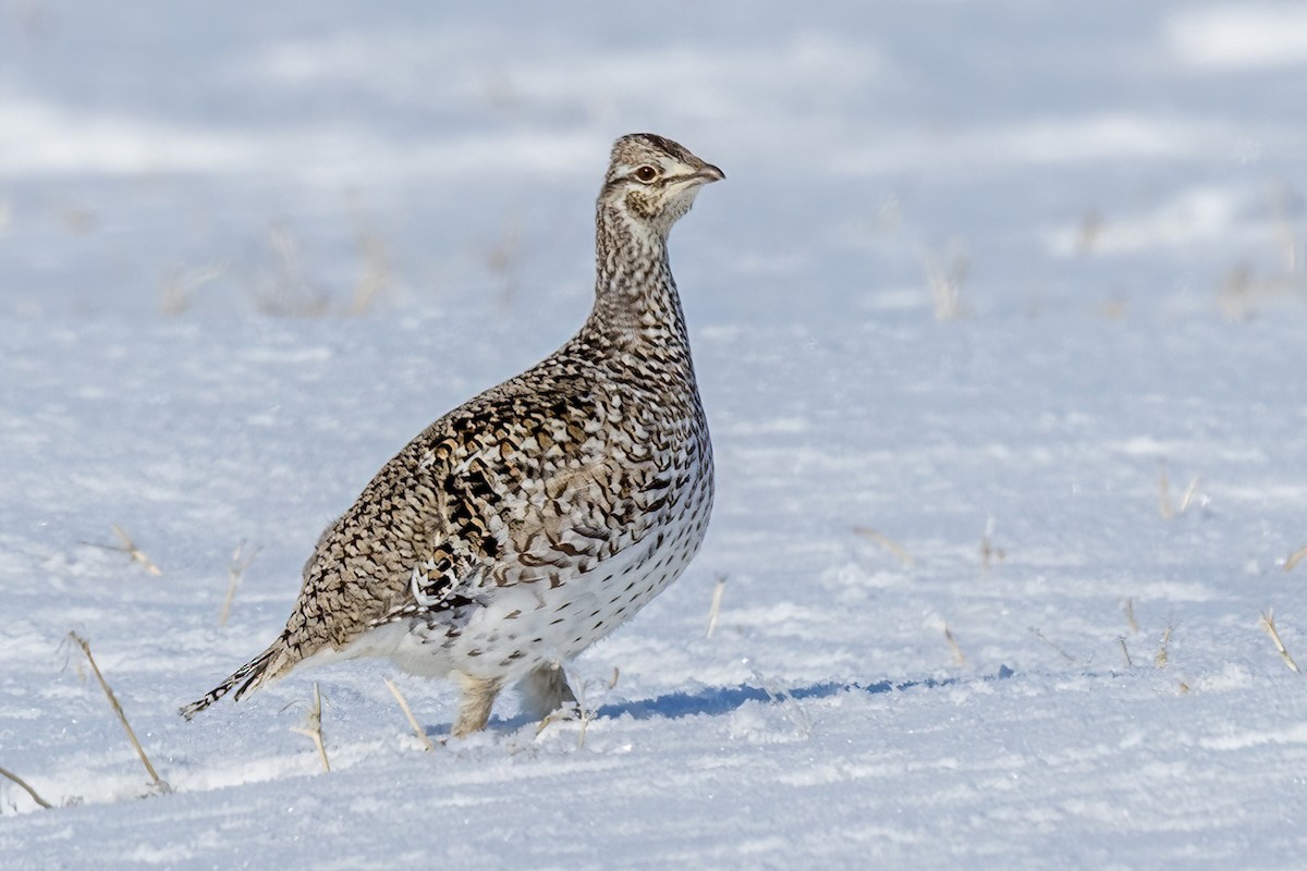 Sharp-tailed Grouse - Alan Knowles