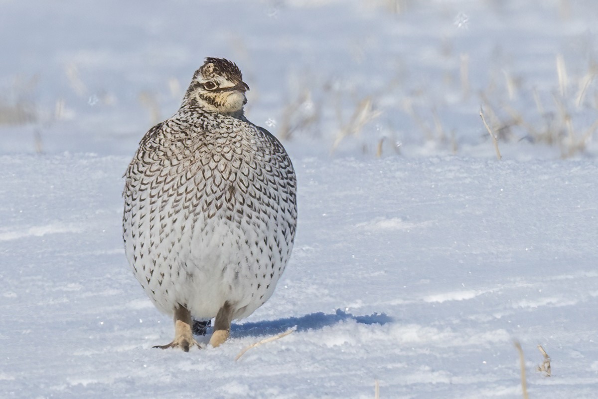 Sharp-tailed Grouse - Alan Knowles