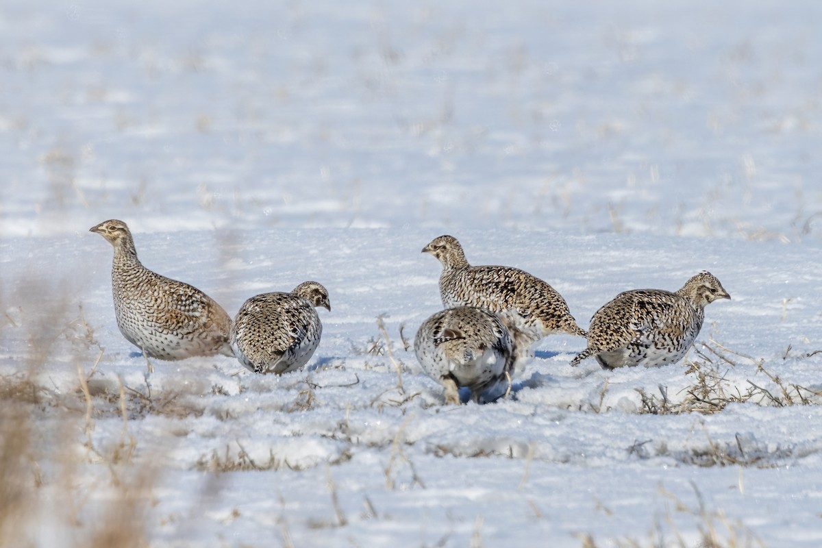 Sharp-tailed Grouse - Alan Knowles