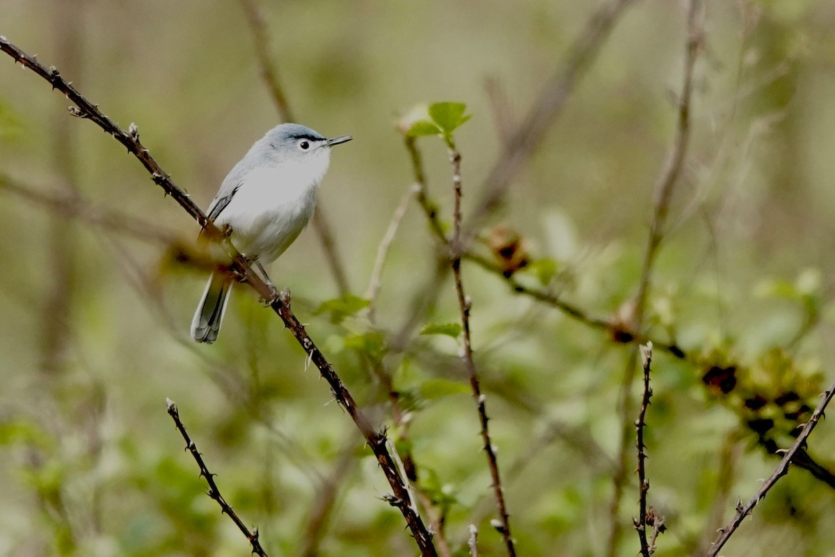 Blue-gray Gnatcatcher - ML551577371