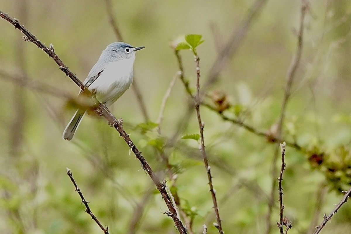 Blue-gray Gnatcatcher - ML551577381