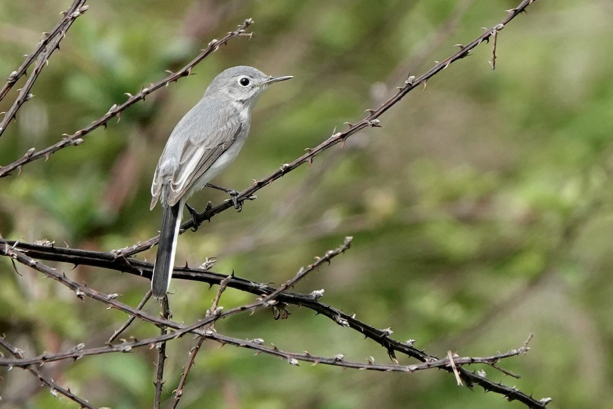 Blue-gray Gnatcatcher - ML551577391