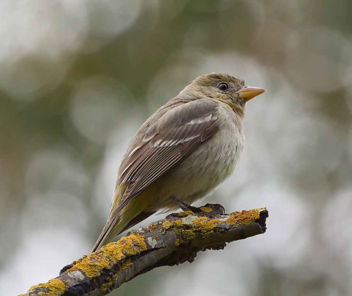 Western Tanager - ML551577471