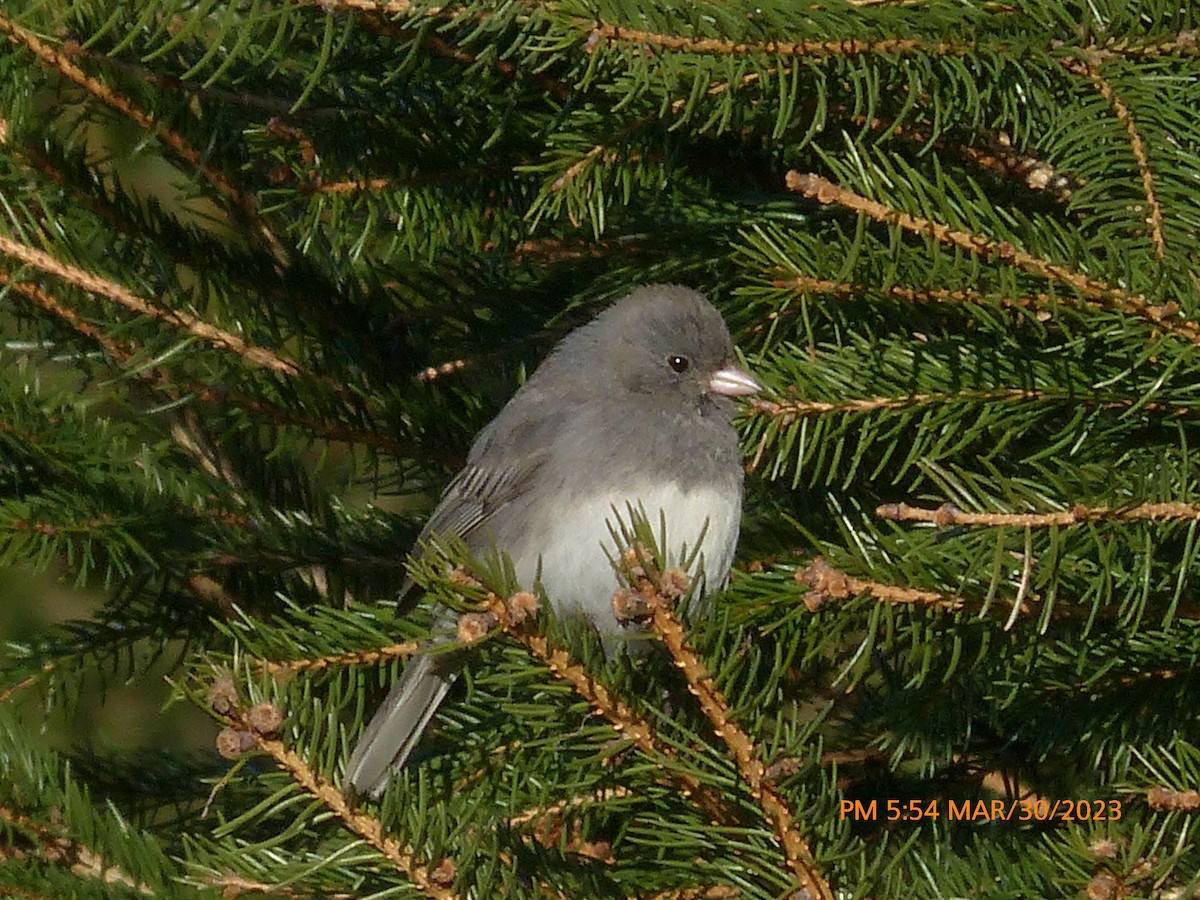 Dark-eyed Junco - Sam Skinner