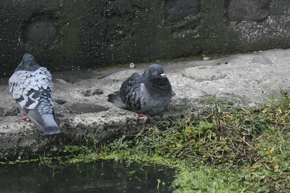 Rock Pigeon (Feral Pigeon) - ML551577511
