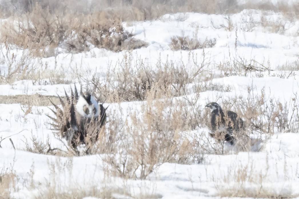 Greater Sage-Grouse - ML551577621