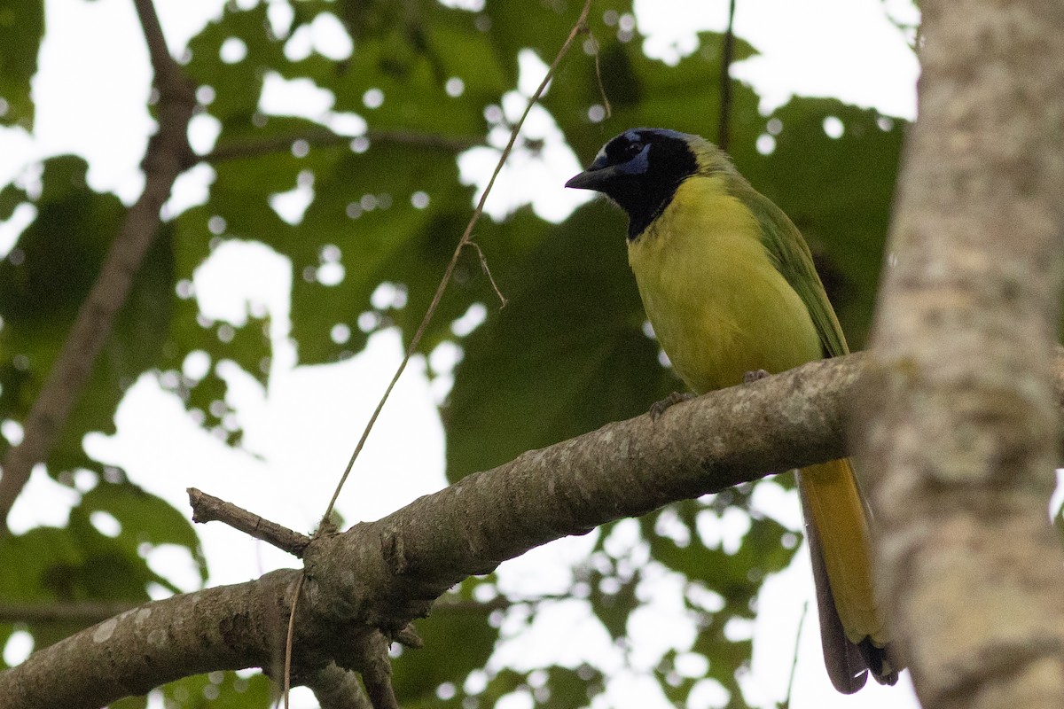 Green Jay (Green) - Andrew Dreelin