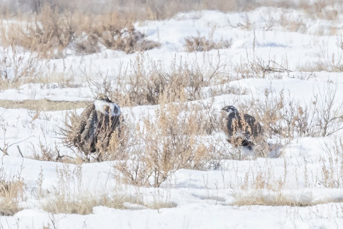 Greater Sage-Grouse - ML551577991
