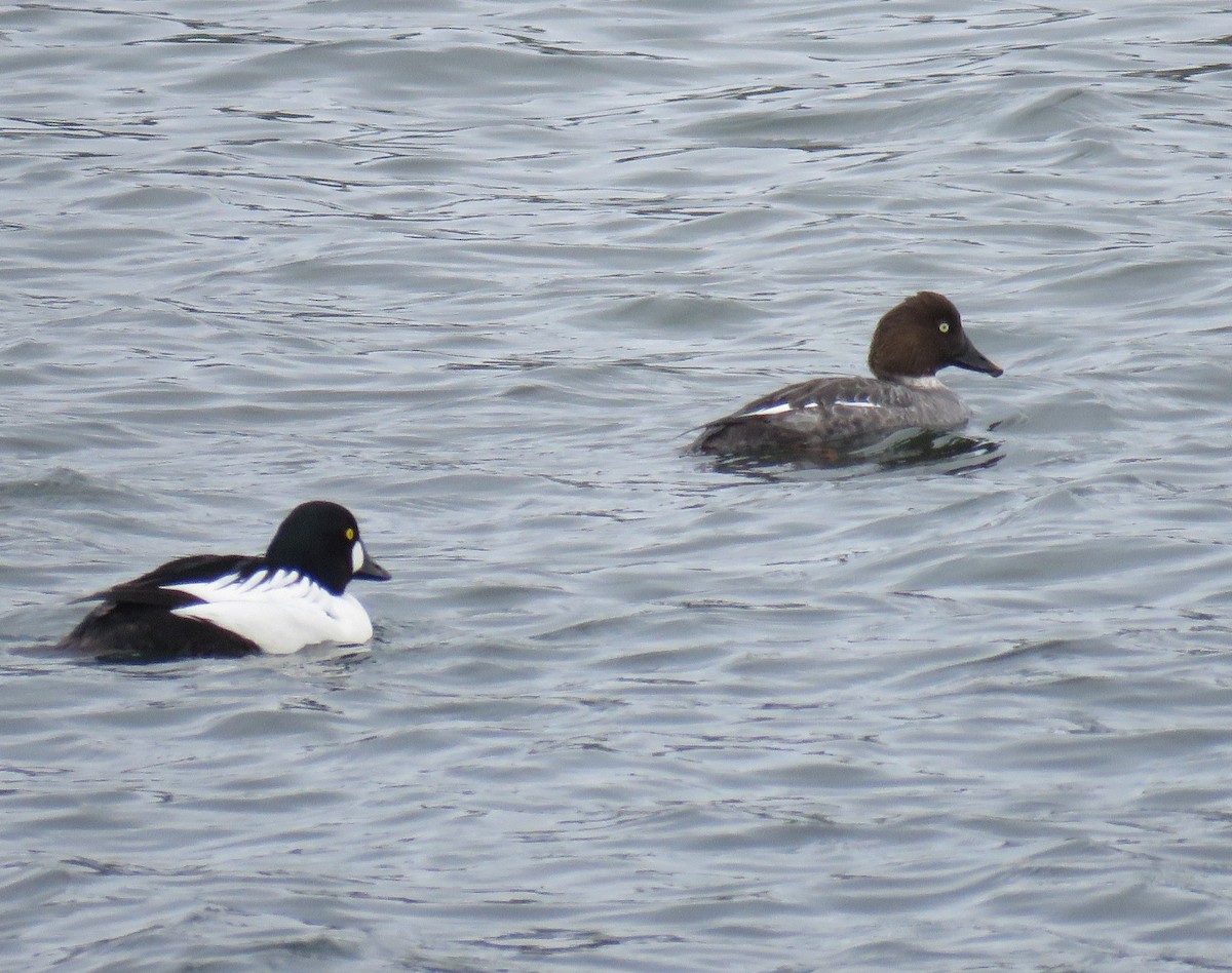 Common Goldeneye - ML551578511