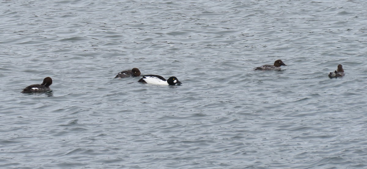 Common Goldeneye - ML551578651